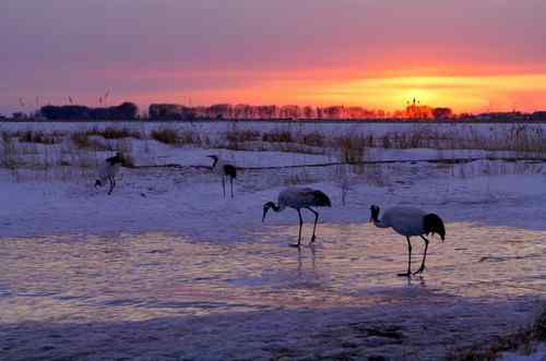 扎龙拍丹顶鹤——黄昏夕阳下高歌