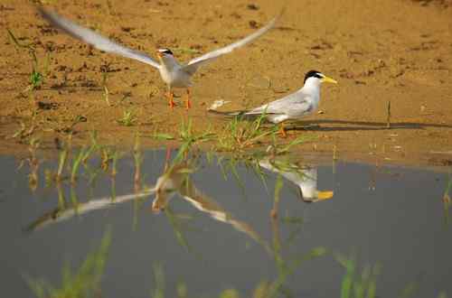 观鸟－－白额燕鸥
