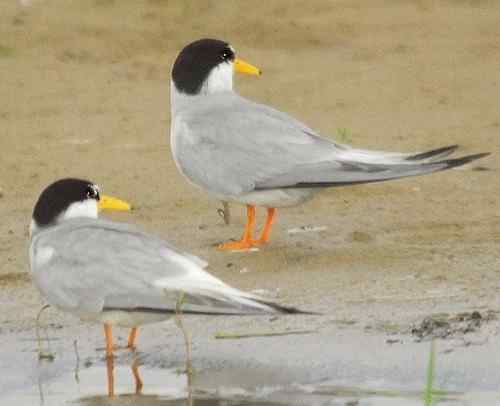 观鸟－－白额燕鸥