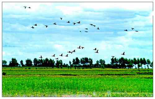 拍鸟——不惧鸟网