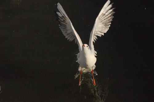 昆明翠湖公园  人鸟和谐