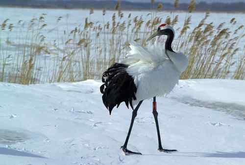 在扎龙拍摄丹顶鹤——雪地起舞