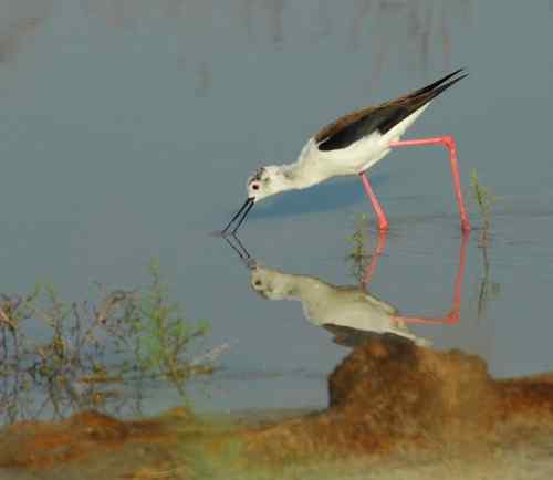 观鸟－－黑翅长腿鹬