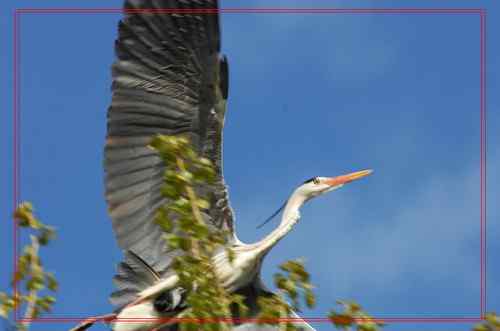 黑龙江省有座鹭鸶岛