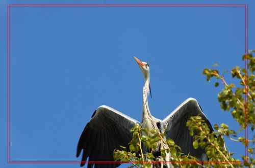 黑龙江省有座鹭鸶岛