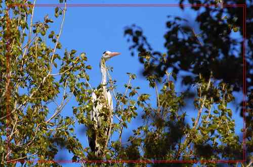 黑龙江省有座鹭鸶岛