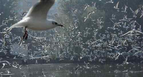 昆明翠湖公园拍鸟——海鸥