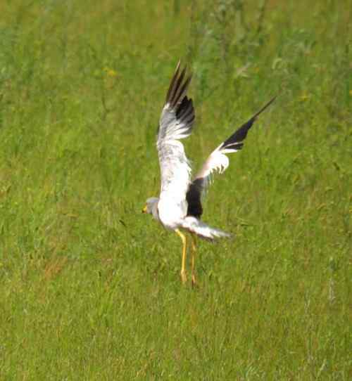 观鸟－－灰头麦鸡