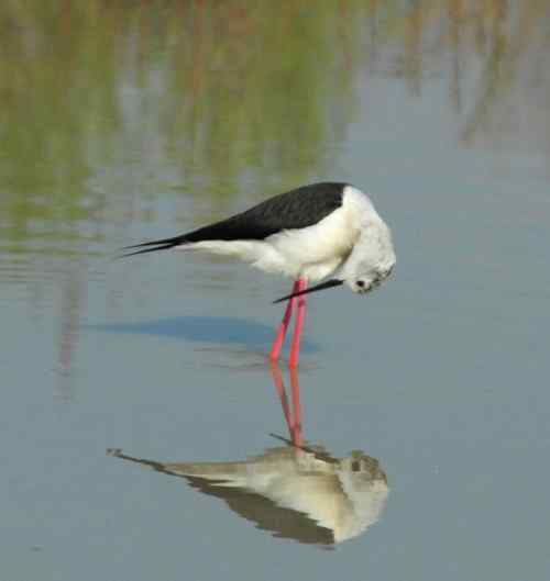 观鸟－－黑翅长腿鹬