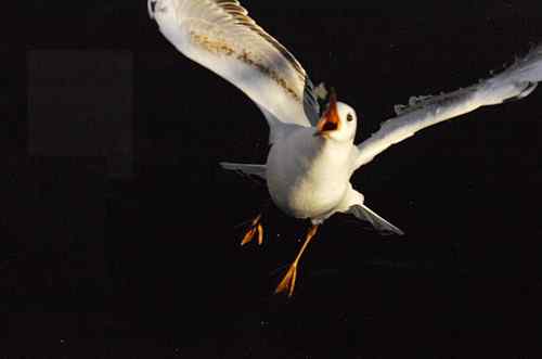 昆明翠湖公园 人鸟和谐