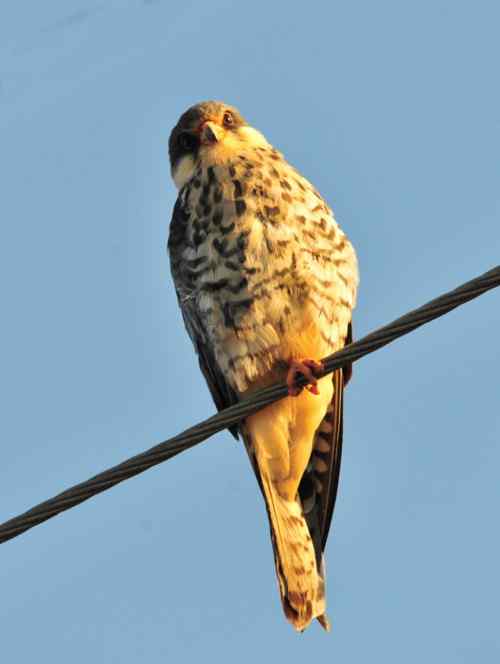 阿穆尔隼站在电线上