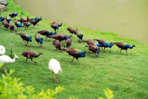 西双版纳森林公园孔雀放飞