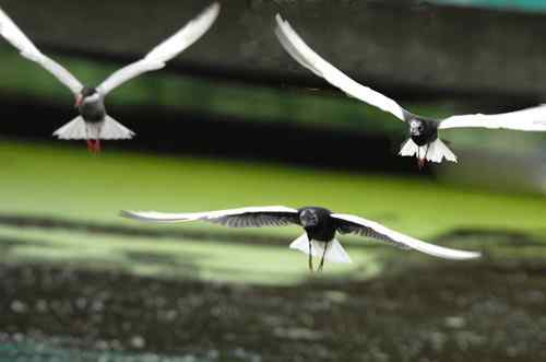 观鸟－－须浮鸥
