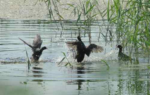 观鸟－－骨顶鸡