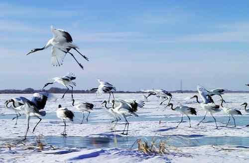 冬天的鹤——冰天雪地的丹顶鹤