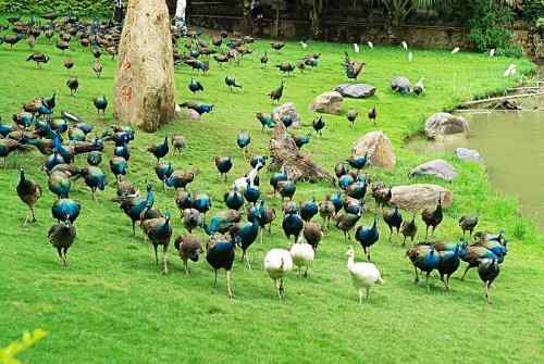 西双版纳森林公园孔雀放飞