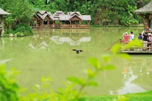 西双版纳森林公园孔雀放飞