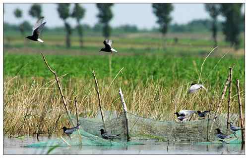 拍鸟——不惧鸟网