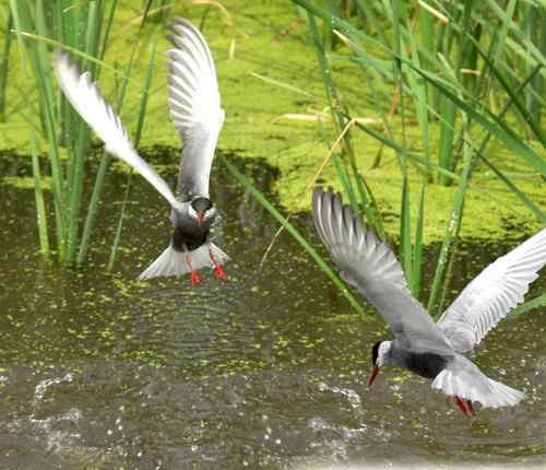 观鸟－－须浮鸥