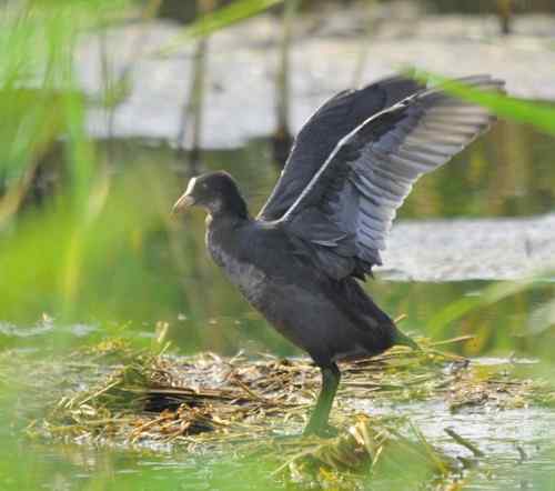 观鸟－－骨顶鸡