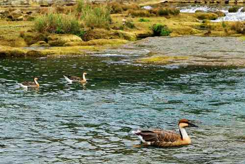 瀑布之下——春江水暖何止鸭先知