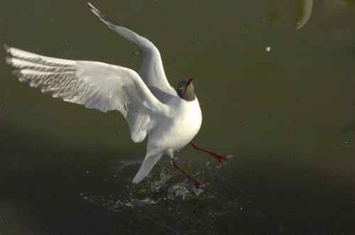 昆明翠湖公园  人鸟和谐