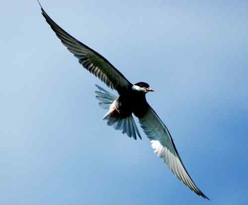 观鸟－－须浮鸥