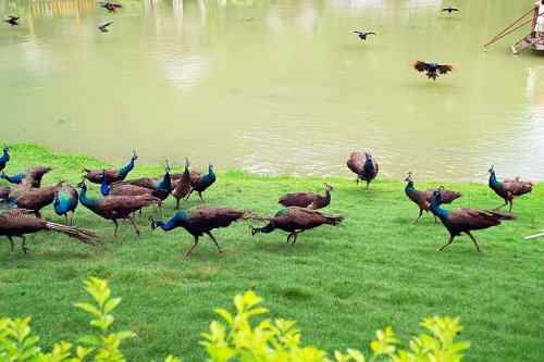 西双版纳森林公园孔雀放飞