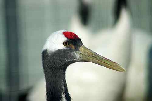 冬天的鹤——扎龙拍摄的丹顶鹤