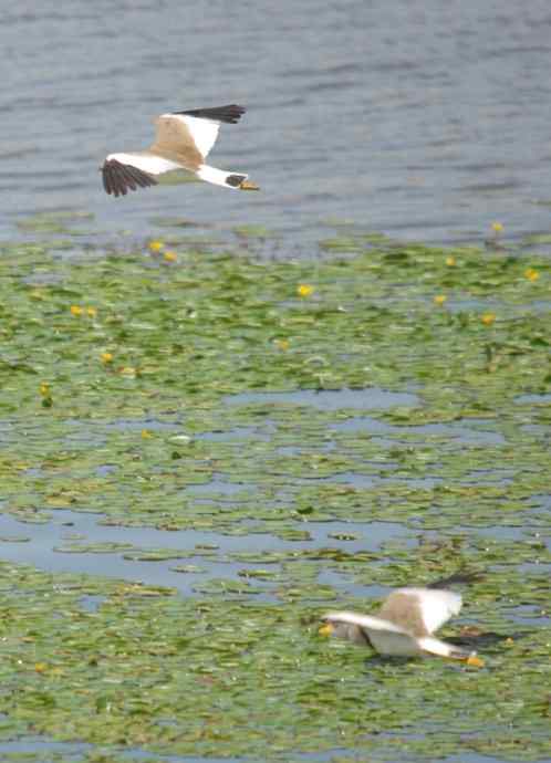 观鸟－－灰头麦鸡