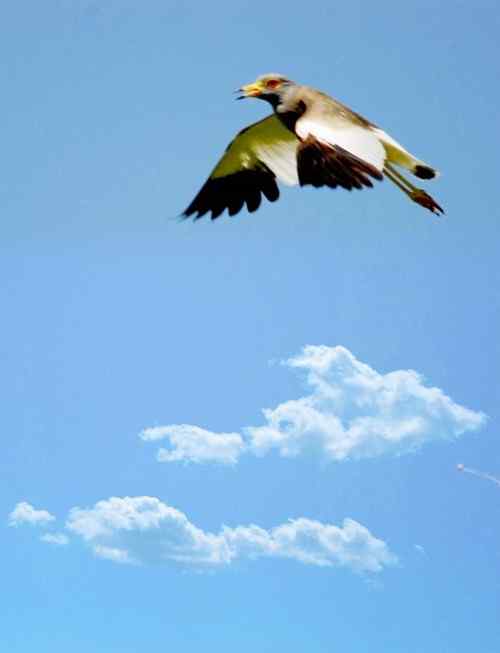 观鸟－－灰头麦鸡