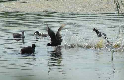 观鸟－－骨顶鸡