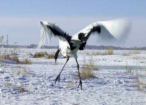 冬天的鹤——扎龙拍摄的丹顶鹤