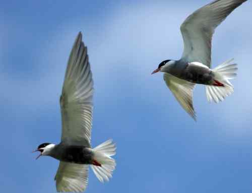 观鸟－－须浮鸥