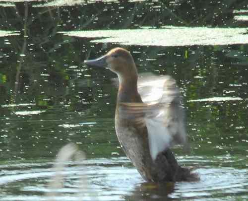 观鸟－－野鸭子