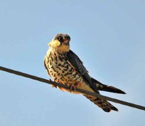 阿穆尔隼站在电线上