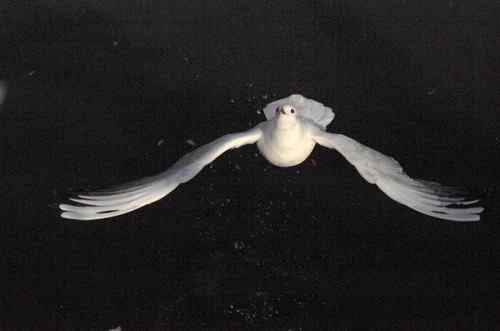 昆明翠湖公园  人鸟和谐