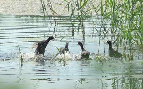 观鸟－－骨顶鸡