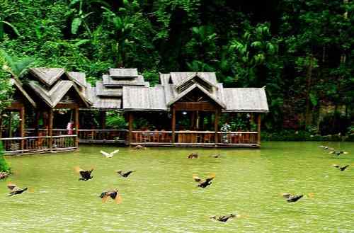 西双版纳森林公园孔雀放飞