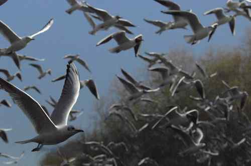 昆明翠湖公园拍鸟——海鸥