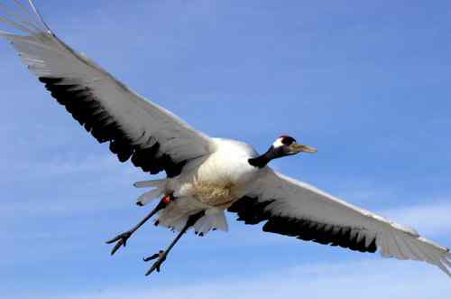 在扎龙拍摄丹顶鹤——雪地起舞