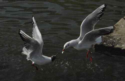 昆明翠湖公园  人鸟和谐