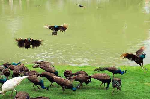 西双版纳森林公园孔雀放飞