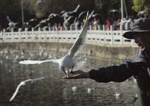 昆明翠湖公园拍鸟——海鸥
