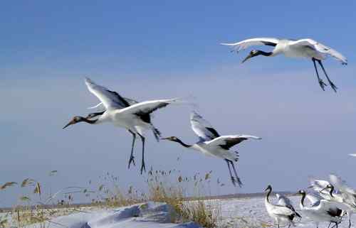 冬天的鹤——冰天雪地的丹顶鹤