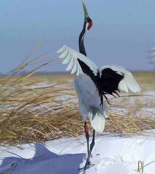 在扎龙拍摄丹顶鹤——雪地起舞