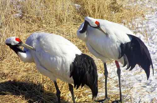 冬天的鹤——扎龙拍摄的丹顶鹤
