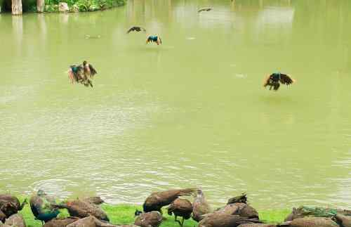 西双版纳森林公园孔雀放飞