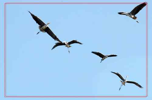 黑龙江省有座鹭鸶岛