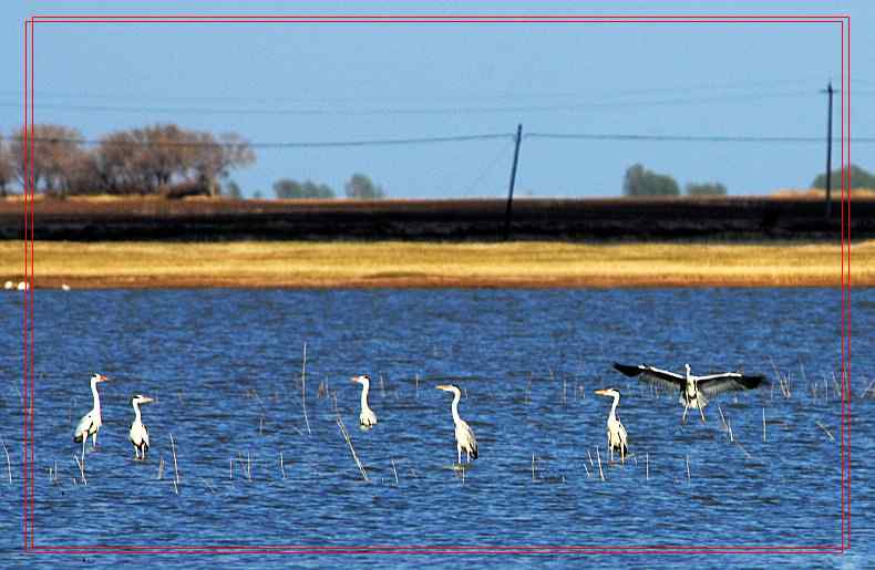 黑龙江省有座鹭鸶岛